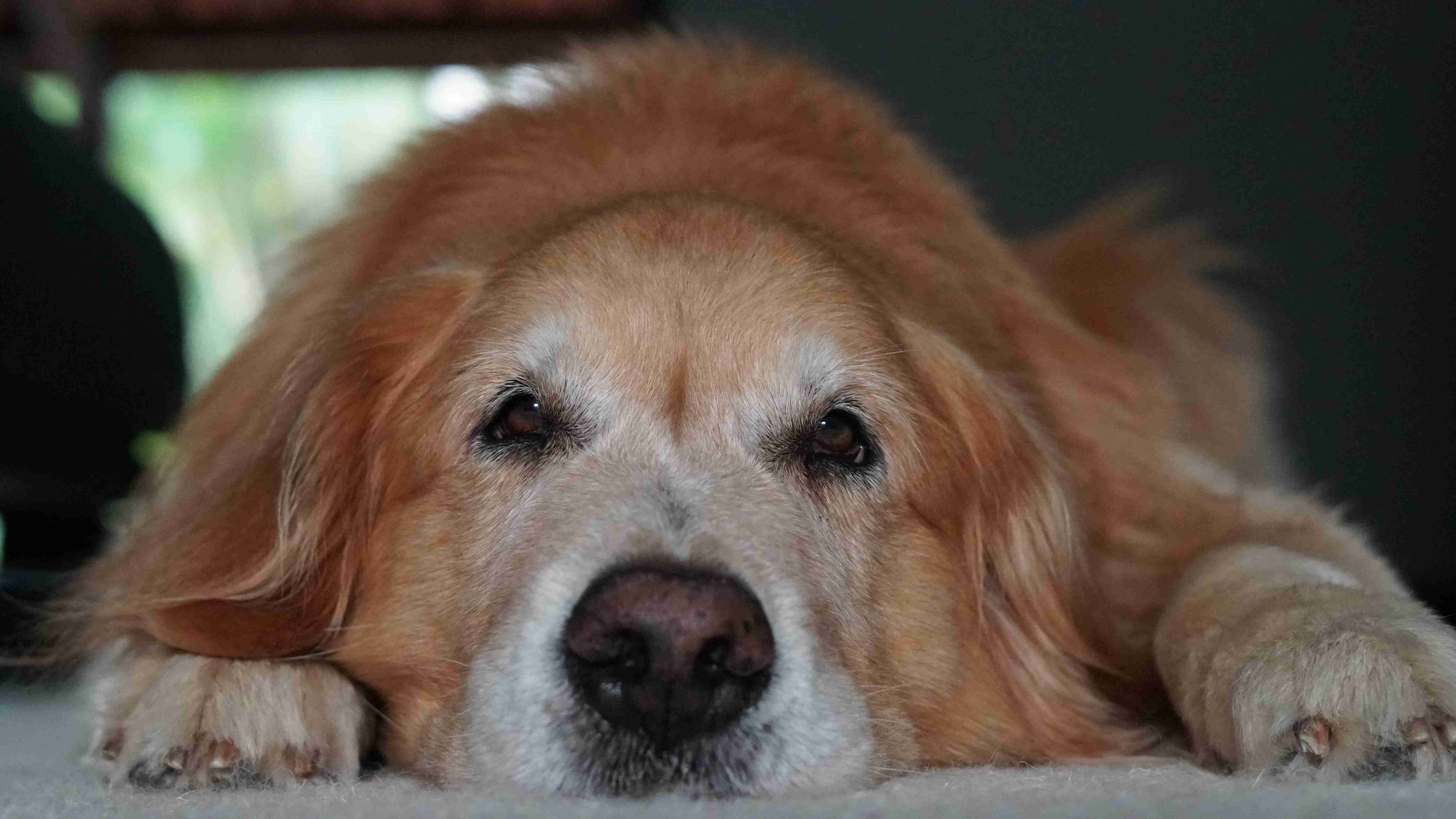 Can Golden Retrievers be prone to any specific skin conditions?